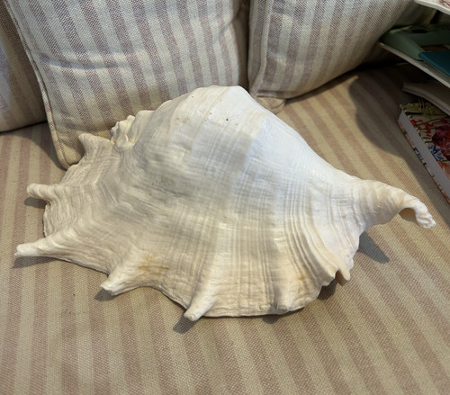 Natural large spider conch - spider,