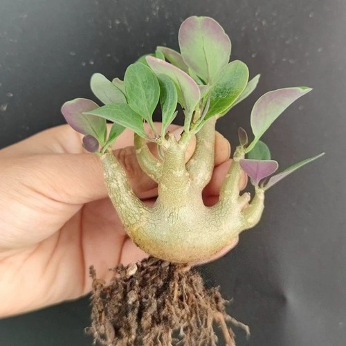 12cm succulent cactus - cactus, plant