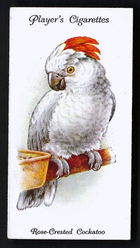 Player aviary and - -,