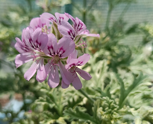 Pelargonium grey lady - 'grey,