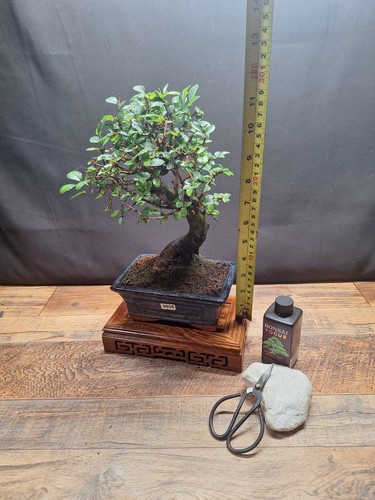 Thick trunk chinese - , bonsai