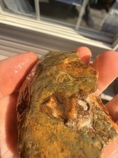 Kentucky banded rock flint - kentucky,