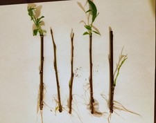 Willow rooted  cuttings x 5