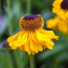 HELENIUM 'The Bishop' - Hardy