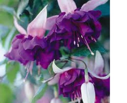 Fuchsia double plug - double,