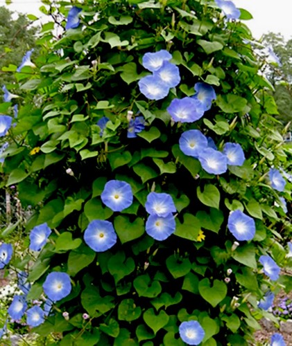 Morning glory seeds ipomoea - morning,
