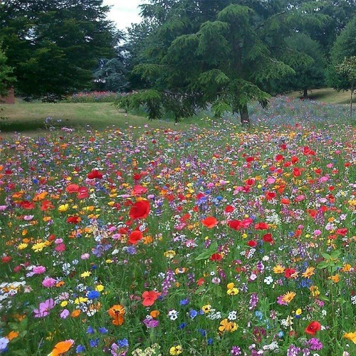 Dwarf wild flower meadow - wild, seeds