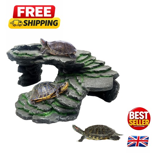 Elegant turtle basking - turtle,