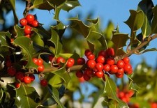 ILEX AQUIFOLIUM COMMON HOLLY BUSH HEDGE XMAS  50 SEEDS BULK WHOLESALE