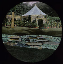 GIANT LILY PADS IN POND C1890 PHOTO Magic Lantern Slide