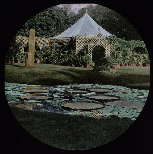 Giant lily pads pond - lily, in