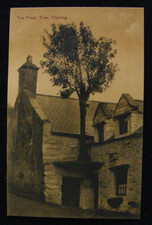 RARE VINTAGE WALES POSTCARD FREAK TREE NEW INN PUB CLYNNOG FAWR NR CAERNARFON