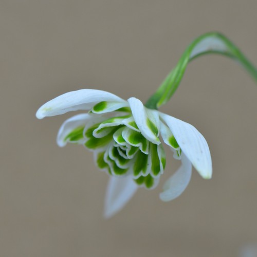 Galanthus starling double - galanthus,
