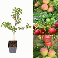 Patio Apple Tree - Mixed Varieties - Patio Fruit Tree 2-4ft in 5 Litre Pot