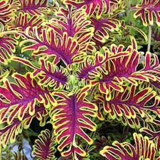 Coleus skeletal plug - coleus,
