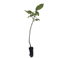 12 Sweet chestnut trees