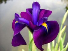 Iris ensata - (iris,