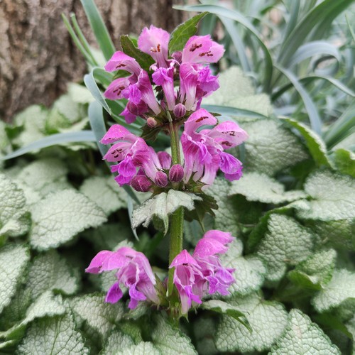 Lamium red nancy dead nettle - nancy,