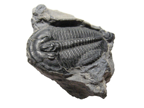 Cambrian elrathia kingi - cambrian,