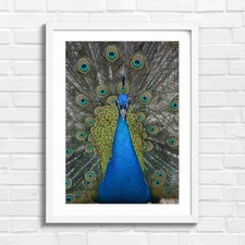 Vibrant Peacock With Fanned