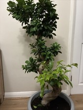 Ficus microcarpa Compacta  120cm