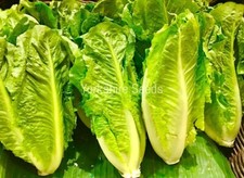 Lettuce Romaine Paris island