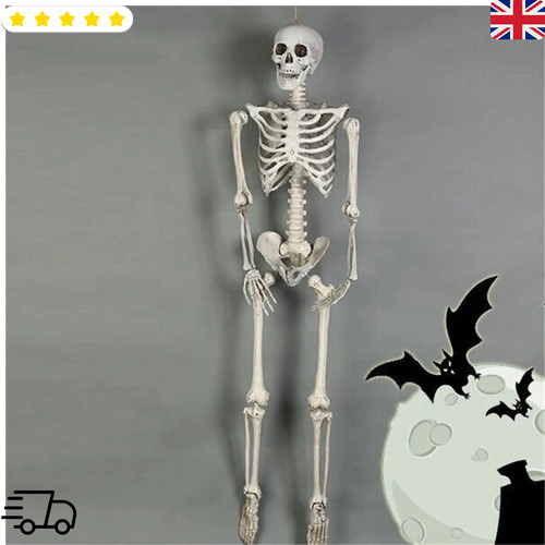 Human skeleton anatomy - human,