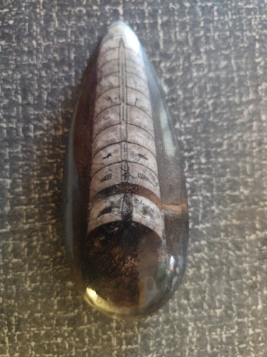 Polished orthoceras - polished,