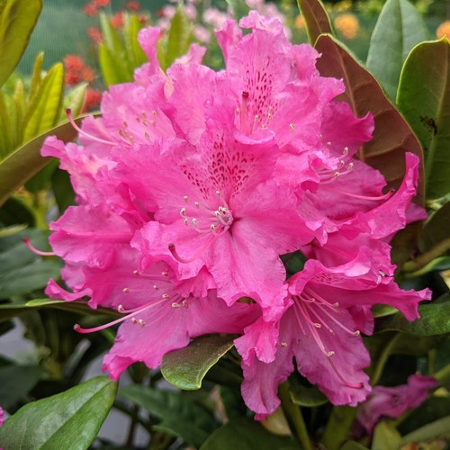 Rhododendron rocket plants - rhododendron,