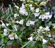 2PULMONARIAS'Sissinghurst White'' +3 'Blue Ensign' Mature Hardy Perennial Plants