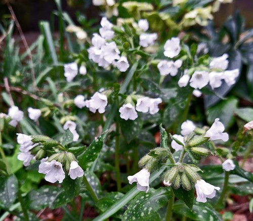 2PULMONARIAS'Sissinghurst