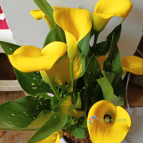 Bulb zantedeschia hybrida - zantedeschia,