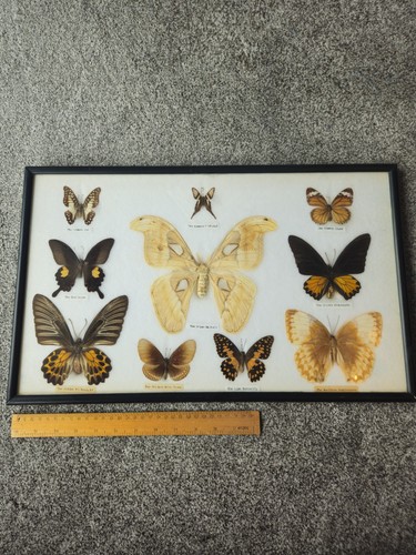 Butterfly taxidermy multiple - taxidermy,