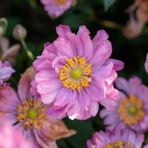 Anemone hybrida bressingham - anemone,