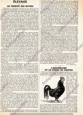 BOVINE BREEDING VARRON MANTIS CHICKEN AUSTRALORP PRESS ARTICLE 1954 