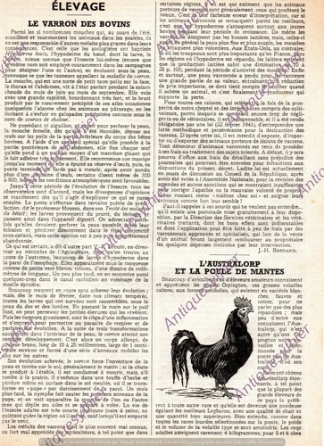 Bovine breeding varron mantis - varron,