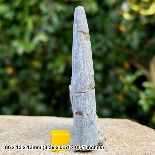 Rare fossil belemnite - , –