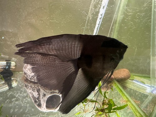 Super nice proven veiltail - super,