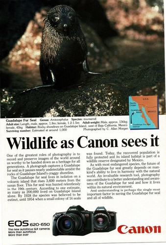 1988 canon eos 620 - eos,