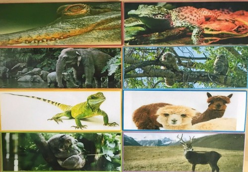 Glossy laminated photo - glossy,