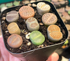 Pcs lithops living stones - pcs,
