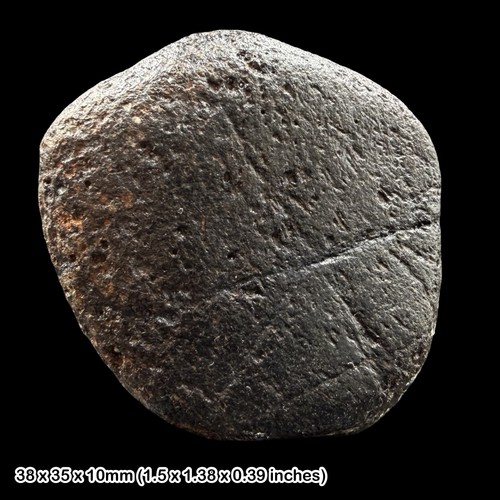 Fossil dinosaur bone wessex - fossil,