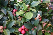 Gaultheria procumbens Checkerberry 9cm Pot Autumn/Winter Colour Shade Loving