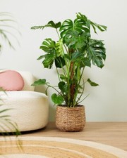 Monstera Deliciosa Swiss