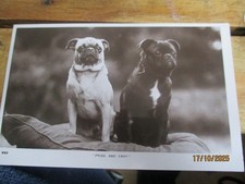 Pride & Envy Little Pug Dog Puppies Real Photograph Postcard U/P c1910s ROTARY