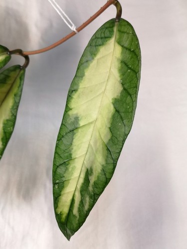 Hoya aceh ladia - , sp.