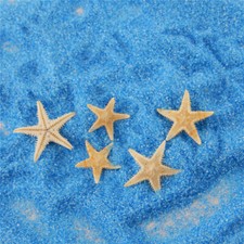 20 Mix Sea Star Tiny Starfish Natural Shell Art Craft Nautical Decor 0.5-1.5cm