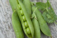 PEA AMBASSADOR - 250 SEEDS 