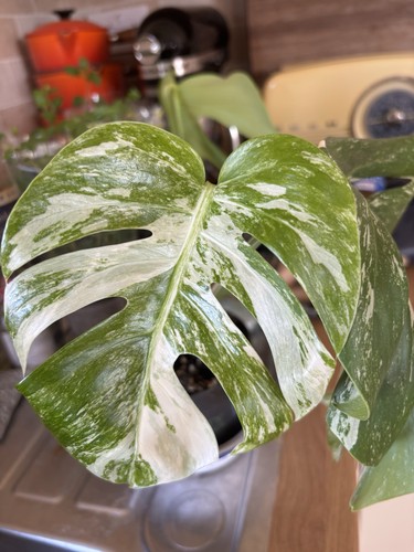 Highly variegated monstera - variegated,