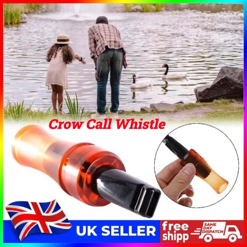 Outdoor crow rook - rook, call